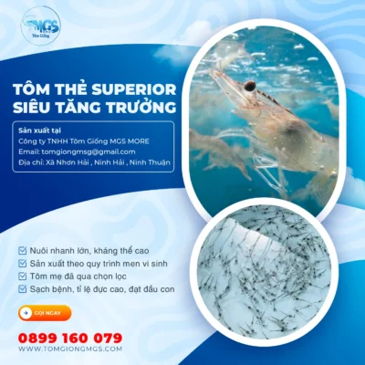 Tôm thẻ Superior Siêu Tăng Trưởng